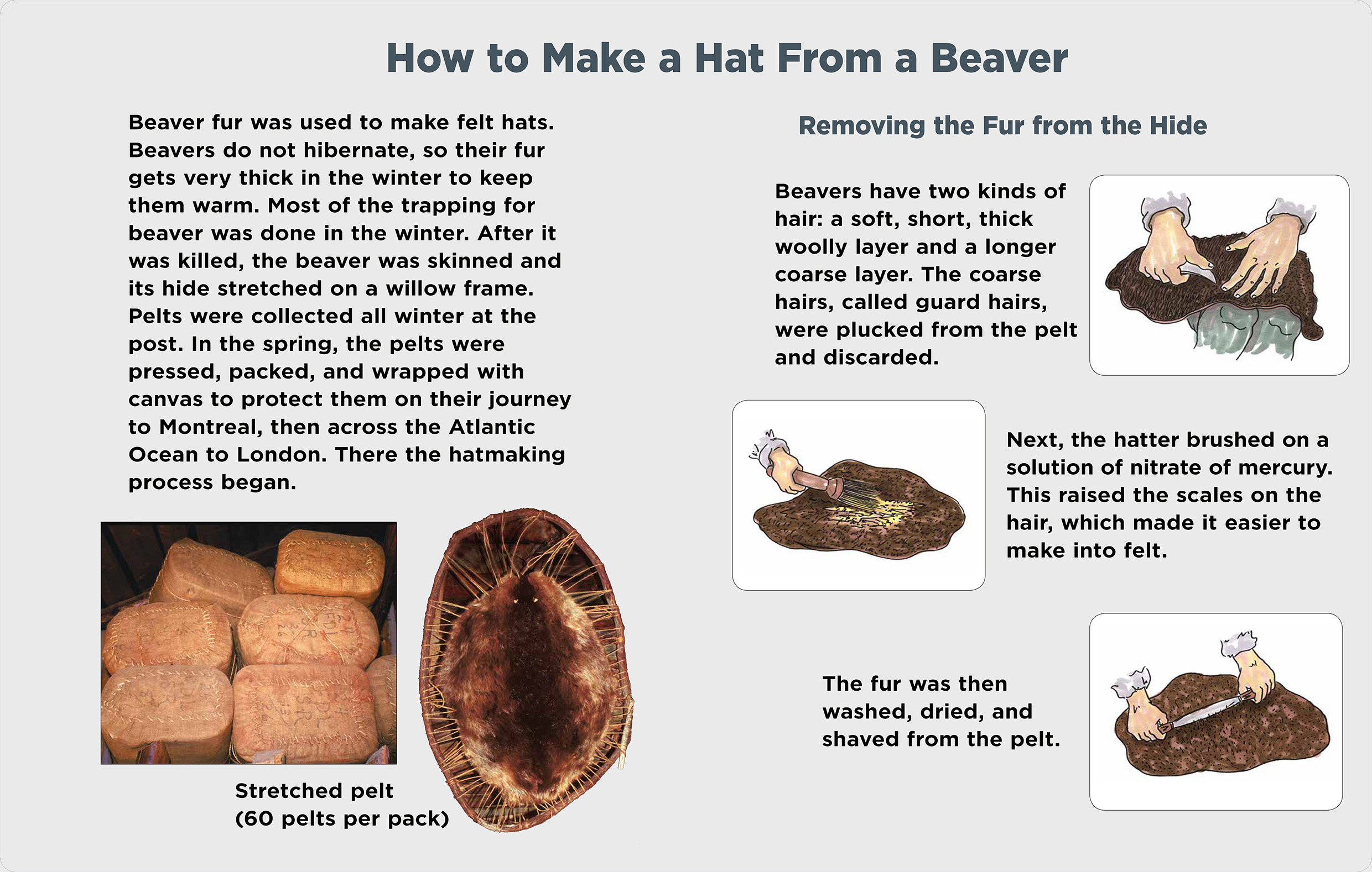 Beaver fur was used to make felt hats. Beavers do not hibernate, so their fur gets very thick in the winter to keep them warm. Most of the trapping for beaver was done in the winter. After it was killed, the beaver was skinned and its hide stretched on a willow frame. Pelts were collected all winter at the post. In the spring, the pelts were pressed, packed, and wrapped with canvas to protect them on their journey to Montreal, then across the Atlantic Ocean to London. There the hatmaking process began. Stretched pelt (60 pelts per pack) Removing the Fur from the Hide Beavers have two kinds of hair: a soft, short, thick woolly layer and a longer coarse layer. The coarse hairs, called guard hairs, were plucked from the pelt and discarded. Next, the hatter brushed on a solution of nitrate of mercury. This raised the scales on the hair, which made it easier to make into felt. The fur was then washed, dried, and shaved from the pelt.